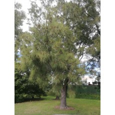 Casuarina cunninghamiana